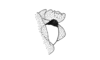 Aptoceras jutaiana Descamps, 1981: Fig. 50. aedeagus. (Otu).