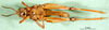 CollectionObject 1588114; 485a8dab-696e-47f1-99fa-255317b14a84: female, ventral view (paralectotype of Phaulacridium gemini). (CollectionObject).