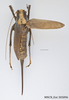 CollectionObject 1534136; 96352c7f-93a9-4f6f-8e6c-32bfcf950128, MNCNMNCN_Ent 305896: dorsal view, female (holotype). (CollectionObject).