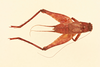 CollectionObject 1518315; de9d34ca-fd8c-4ea5-b56f-8c72a029bc7c, NHMUK013806953: male, dorsal view (holotype). (CollectionObject).