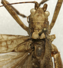 CollectionObject 1535941; 4d5fca26-d11c-49e7-b6d4-5b63416e58bb: male stridulatory apparatus (syntype). (CollectionObject).