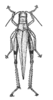 Ognevia longipennis (Shiraki, 1910): Fig. 412 (reproduced with permission). male, dorsal view (body length 20.2 - 26.1 mm). (Otu).