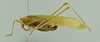 CollectionObject 1532417; 654a4b4f-ff7f-4ea9-bcdc-255438220e2c: female habitus, lateral view (syntype). (CollectionObject).