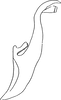 Aedeagus, lateral view on Elabra sarana (Osborn, 1928): Aedeagus, lateral view. (Observation).