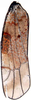 Forewing: !! display not done !! on Hymetta balteata McAtee, 1919: Forewing (H. balteata McAtee). (Observation).