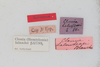 CollectionObject 1475574; f9610ab4-29ba-4bcb-82af-c60cc741a872: female, labels (holotype). (CollectionObject).