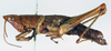 CollectionObject 1506601; d1e387f0-ca89-46d0-a3c7-55adcdd3d81d: female, lateral view (syntype). (CollectionObject).