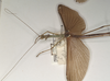 CollectionObject 1562045; 592d3df5-fd94-4c8b-ab1b-869655b64f3c: copyright OUMNH. male: head and thorax, lateral view of synonym Necroscia esepus (holotype). (CollectionObject).