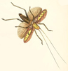 Parasanaa donovani (Donovan, 1834): Pl. XXV, Fig. 2 (from Oxford Digital Library). male (from Westwood 1848). (Otu).