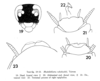 Rhabdoblatta takahashii Asahina, 1967: Rhabdoblatta takahashii, male. No notation provided for no. 23. (Otu).