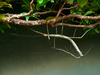 Canuleius similis Redtenbacher, 1906: copyright Victor Ghirotto. mating pair in nature, Brazil. (Otu).