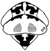 Head: !! display not done !! on Macrosteles slossoni (Van Duzee, 1893): head, dorsally. (Observation).