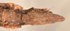 CollectionObject 1559198; 8e5d9e49-4ada-48b3-bb2f-9d7fccc501f8: copyright OUMNH. female: end of abdomen, ventral view of synonym Anophelepis vittatus (syntype). (CollectionObject).