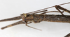 CollectionObject 1559358; NMW 619, bc39e88c-1d19-45d3-9856-09f1ab52c63f: copyright NMW, Vienna. female head & thorax, dorsal view (holotype). (CollectionObject).