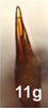 Aedeagus, ventral view on Bretega juxtaspiverpa Stiller, 2017: Aedeagus, ventral view. (Observation).