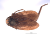 Habitus, dorsal view on Docalidia fabricii Nielson, 1979: (Observation).