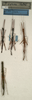 CollectionObject 1560896; 30a07e7a-6d1d-481f-91c6-dfa6fee7da9c: copyright NMW, Vienna. male and female Parasipyloidea aenea (syntypes). (CollectionObject).;CollectionObject 1560897; 08e1e8a5-99b5-4916-a1d5-bb0fe8858a76: copyright NMW, Vienna. male and female Parasipyloidea aenea (syntypes). (CollectionObject).