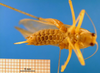 CollectionObject 1501753; daad6fac-d8fa-4099-99b1-a4d432261717: female, ventral view (syntype). (CollectionObject).