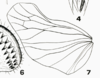 Hind wing on Bahuflata punctata Dlabola, 1979: (Observation).