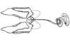 Aucacris eumera Hebard, 1929: Fig. 12. female, spermatheca, basal valves. (Otu).