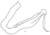 Aedeagus, lateral view: Aedeagus, lateral view. (Observation).