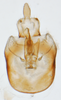 Pygofer, ventral view on Nothodelphax foveatus (Van Duzee, 1897): (Observation).