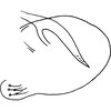 Pygofer, lateral view: Pygofer, lateral view. (Observation).