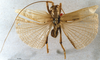 CollectionObject 1504992; 8b999150-c058-459d-b786-0ff8fcdcaa33, DORSA D007SM01: male, dorsal view (holotype). (CollectionObject).
