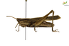 CollectionObject 1861853; 5cb915e0-df63-4b90-9627-d3dfa302e72b, Unioeste Cascavel K-0054: Female. Lateral view. (CollectionObject).