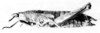CollectionObject 1520620; dec996d2-91d0-48b0-876a-0ab568d7324f: Fig. 7 D. female, lateral view (allotype) (body length 30 mm, pronotum 6.3 mm, tegmen 4.5 mm, hind femur 13.5 mm). (CollectionObject).