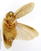 CollectionObject 1587202; MNHN(SF IMPORT DUPLICATE) MNHN-EP-EP1141, ac2fe974-580c-4d2f-8133-912197c9a044: CC BY-NC-ND 4.0/MNHN - Depraetere Marion - 2014. Holotype, male, of berlandi Hebard, 1921. Specimen number: MNHN-EP-EP1141. http://coldb.mnhn.fr/catalognumber/mnhn/ep/ep1141. (CollectionObject).