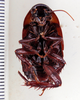 Eurycotis lixa Rehn, 1930: Photo taken by Heidi Hopkins. (Otu).