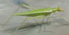Oecanthus alexanderi Walker, 2010: ©Nancy Collins, 2009. Adult female. (Otu).