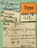 CollectionObject 1502144; 60349c59-5ebb-4ffb-9528-d038503dfe40: labels (paralectoype). (CollectionObject).