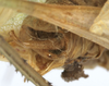CollectionObject 1539774; 468288cf-2b50-4b67-8f4b-b3f052943afb: male cerci (holotype). (CollectionObject).