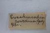 Other: !! display not done !! on Ashmeadea concinna (Goding, 1893): (Observation).