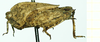 CollectionObject 1532629; e851a3c0-64b5-482e-a734-8a0cd53cdb3b: female, lateral view (holotype). (CollectionObject).