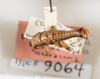 CollectionObject 1562223; 7ace6ad5-77ad-4f10-aa6e-cb0948f8a92c: copyright ANSP. male, dorsal view (holotype). (CollectionObject).