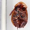 CollectionObject 1588612; 1f6e2675-18bc-479b-ae0a-8b6bc7e40ef2: Photo by Heidi Hopkins. ANSP: Blatta thunbergii. (CollectionObject).