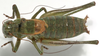 male, dorsal view (holotype). Depicts CollectionObject 1527095; d673277a-bb52-417c-a44c-58c5c2bea3e6, a CollectionObject.