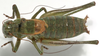 CollectionObject 1527095; d673277a-bb52-417c-a44c-58c5c2bea3e6: male, dorsal view (holotype). (CollectionObject).
