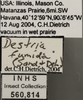 Other on Destria fumida (Sanders & DeLong, 1917): Labels - Adult. Labels for the specimen used for the Adult dorsal, lateral and face images. (Observation).