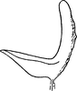 Aedeagus, lateral view: !! display not done !! on Cofana spectra (Distant, 1908): Aedeagus, lateral view. (Observation).