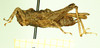 CollectionObject 1597042; 596840cf-4002-4dba-8b8f-a0ae12abaac4: female, lateral view. (CollectionObject).