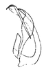Aedeagus, lateral view on Prairiana bivirga (DeLong & Freytag, 1976): Male: aedeagus, lateral view. (Observation).