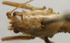 CollectionObject 1535072; 179ea9f6-d1aa-4703-bc4d-0d54d9524364: male pronotum, dorsal view (lectotype). (CollectionObject).