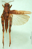 CollectionObject 1576314; 42d331ff-b85e-44c5-b313-e62b92b87b84: female, dorsal view (holotype). (CollectionObject).
