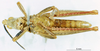 CollectionObject 1507062; 714f20d0-7810-4035-a875-cd9feb1e60c9: male, ventral view (holotype). (CollectionObject).