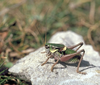 male. Depicts Anonconotus alpinus (Yersin, 1858), an Otu.