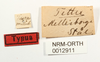 CollectionObject 1529958; 4e187848-5a8a-4da2-bb5c-93ab699069d4: labels (holotype). (CollectionObject).